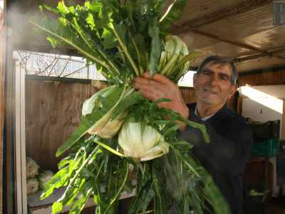 Ci mostra infatti orgoglioso un grande mazzo di cicorielle, che lega a mo� di bouquet